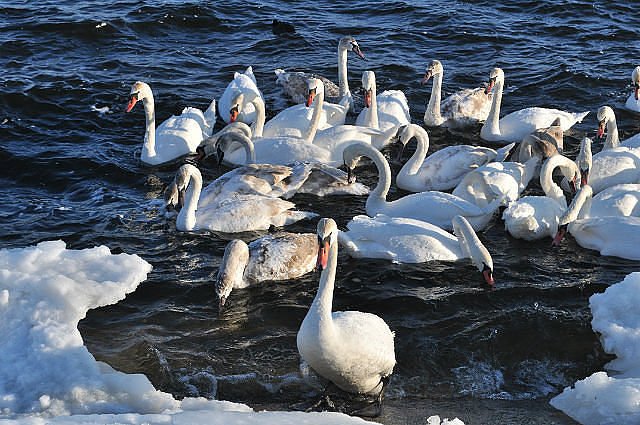 Лебедi з Угорщини на ставку-охолоджувачi ХАЕС