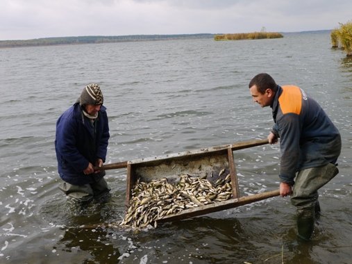Від ікринки до малька – технологія така