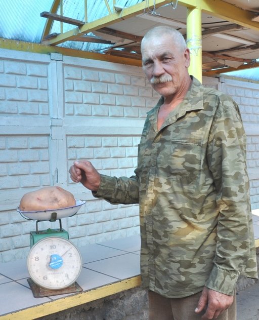 Вродила півторакілограмова картопля