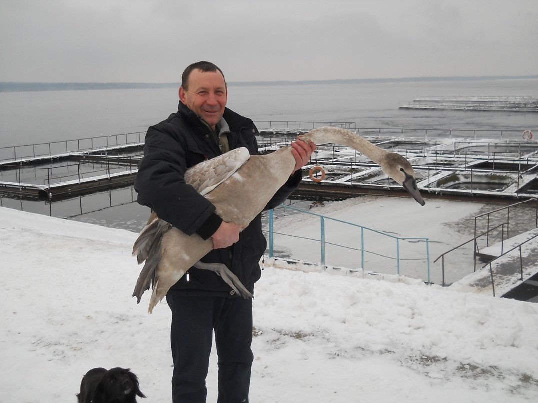 На водосховищi ХАЕС зимують сотнi лебедiв та iнших водоплавних