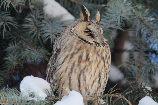 Позували ... сови