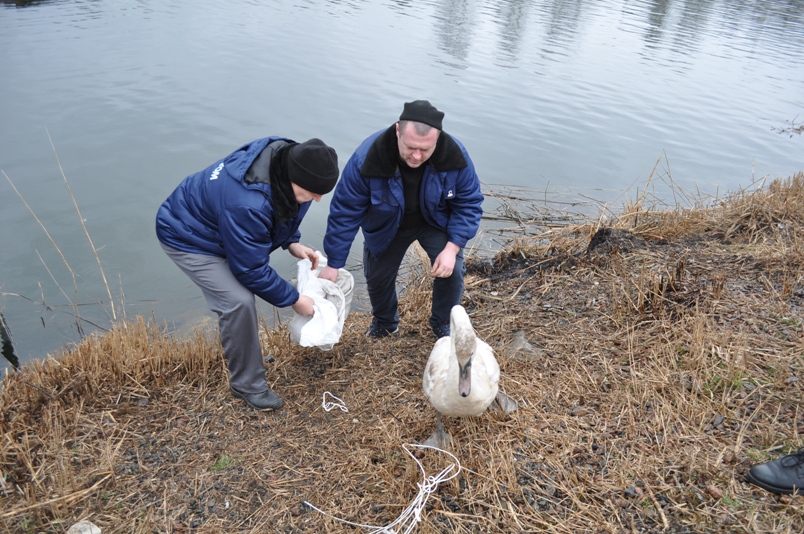 Повернувся у рідну стихію