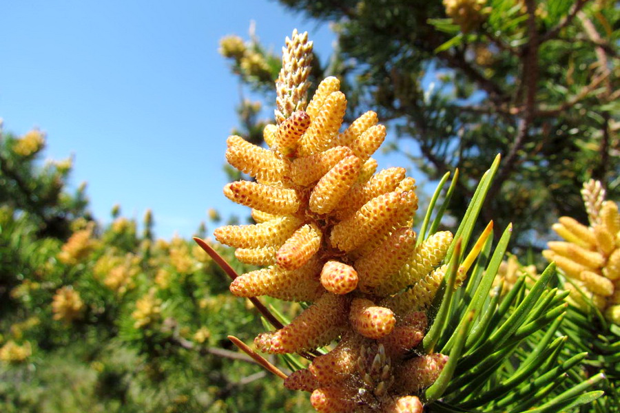 ЕЛЕГАНТНИЙ СУСІД, НЕДРУГ І ПОМІЧНИК…
