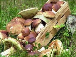 Плати за гриби, або гриби...