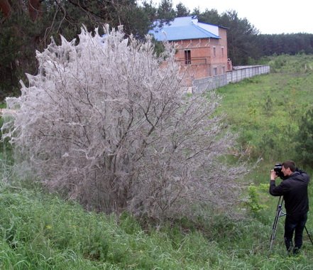 Гусiнь окупувала дерево
