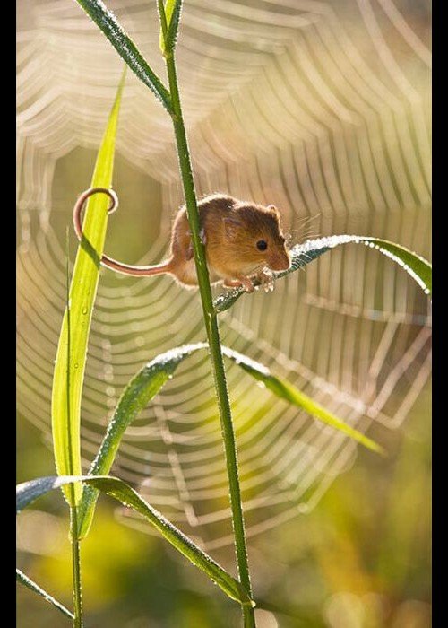 ПРИДИВІТЬСЯ ДОВКІЛ ПИЛЬНИМ ОКОМ…