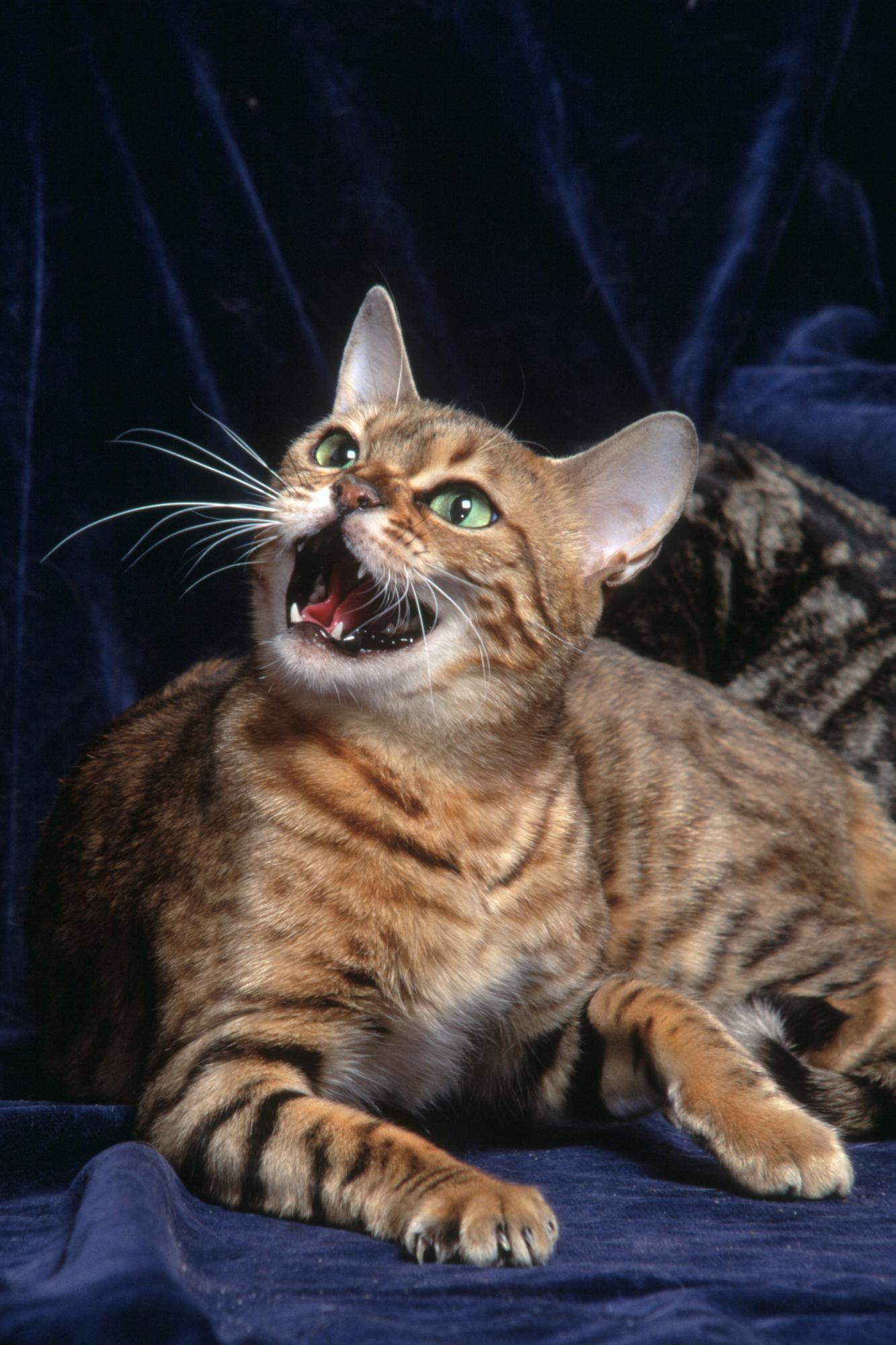 Кошки убивают до 25 миллиардов птиц и маленьких млекопитающих в США