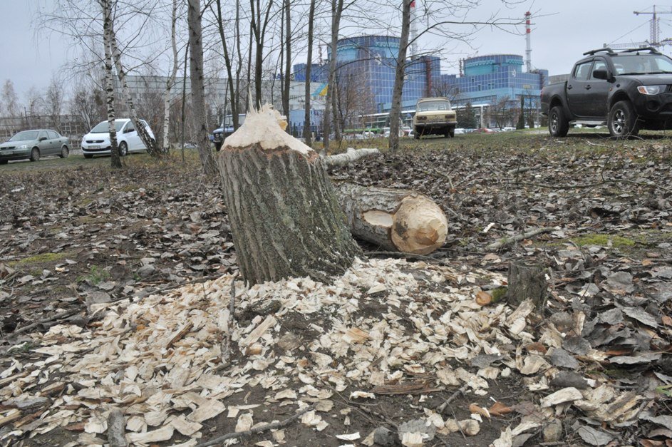 Бобри "окуповують" Хмельницьку АЕС