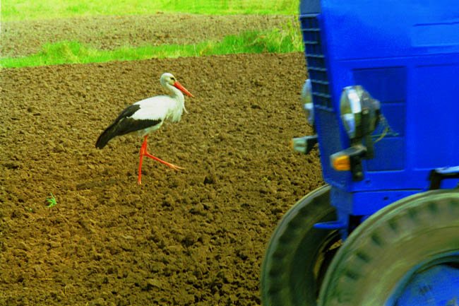 Бузьки повертаються!