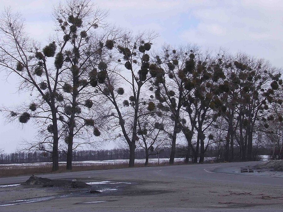 Відьмині мітли