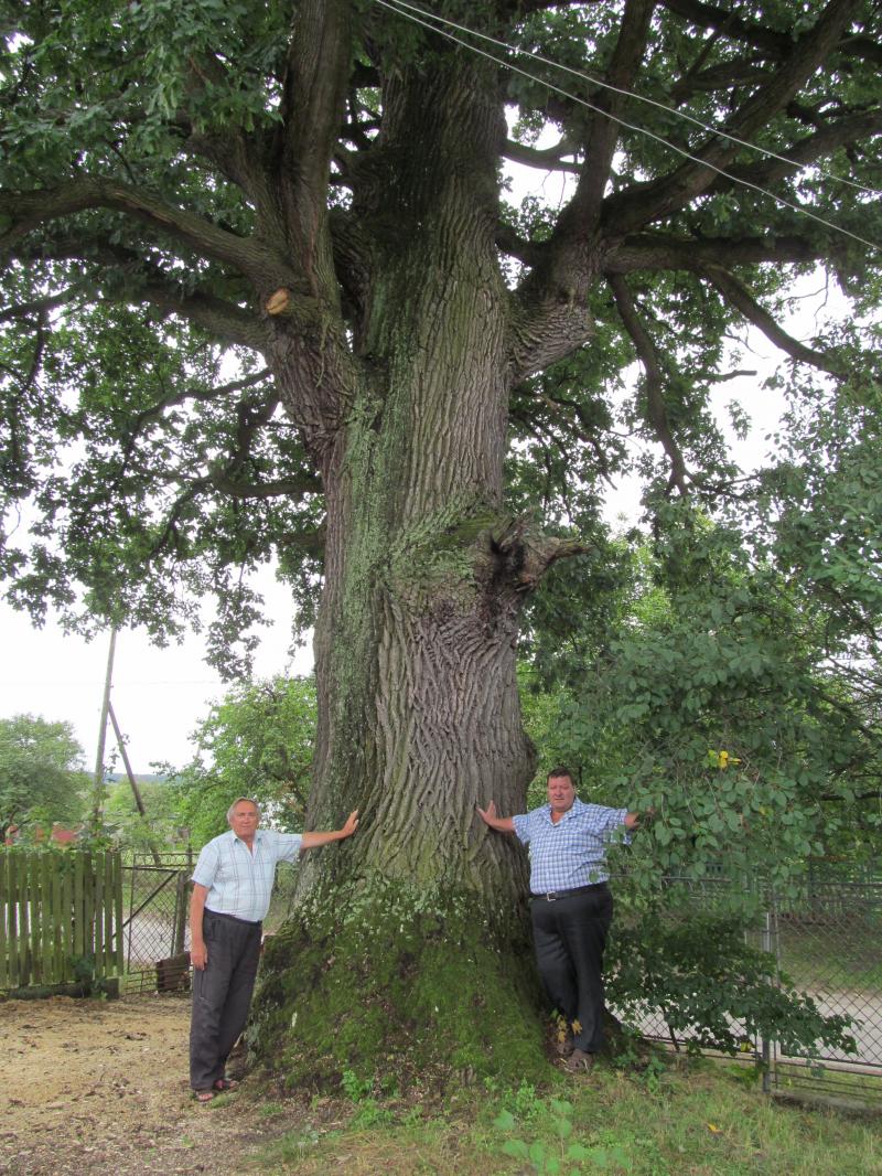 На подвір’ї приватного господарства у селі Cтарий Rривин росте могутній дуб